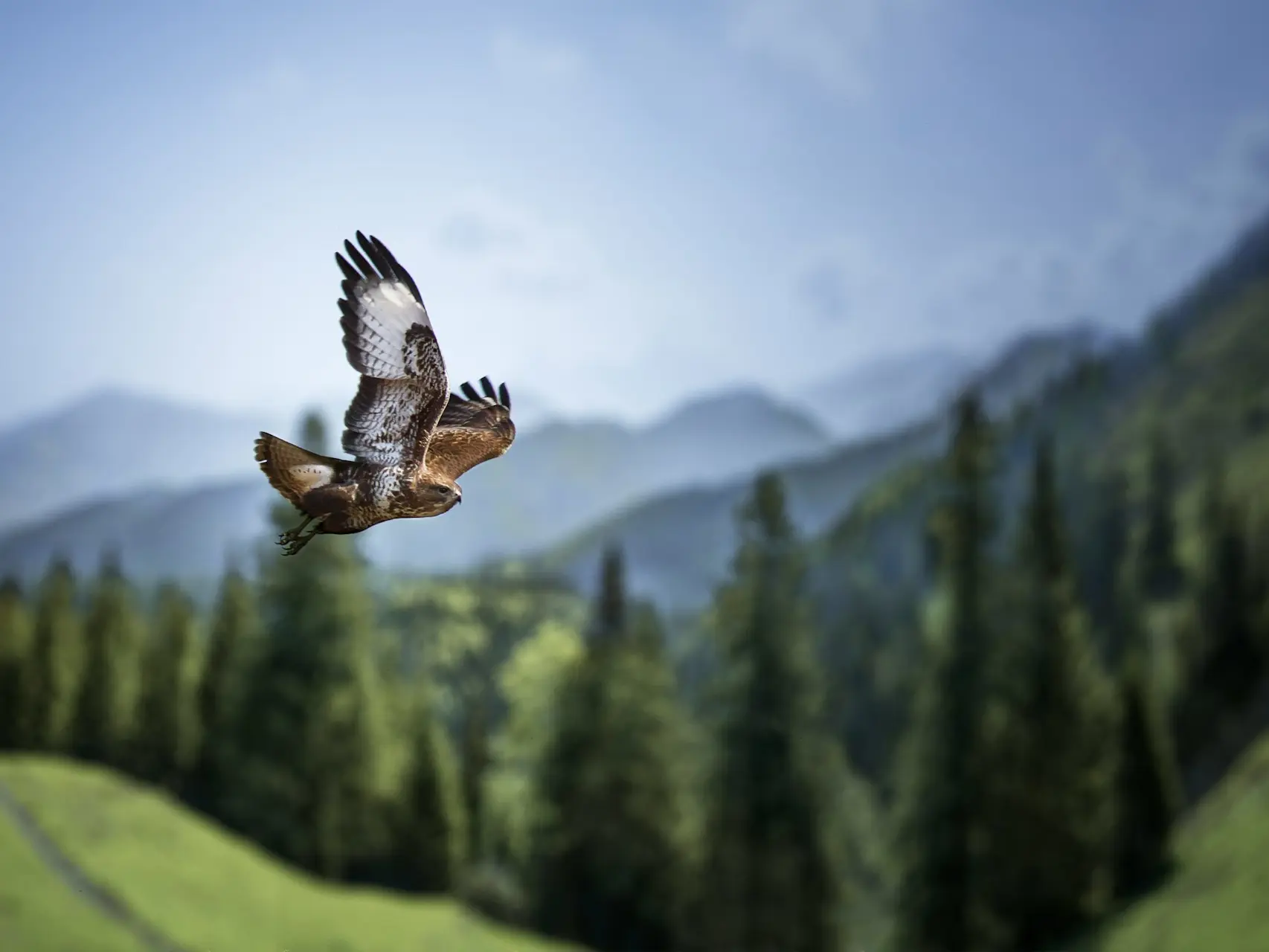 a bird flying over a lush green hillside